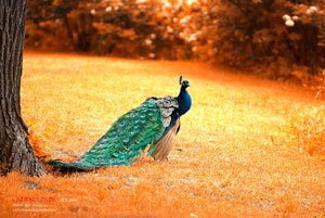 约翰斯通绝杀，莱切斯特客场下月留级希望