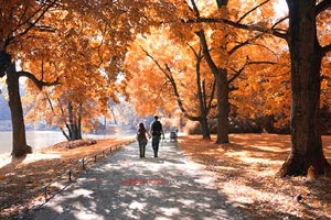 奥地利滑雪选手表现亮眼，斩获金牌